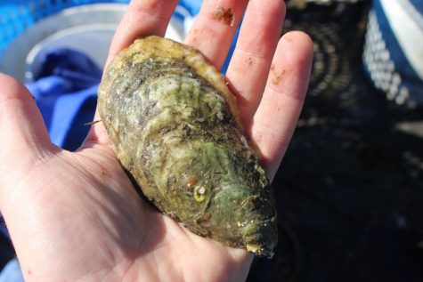 A mature eastern oyster can filter 50 gallons of water daily; Holbrook's farm has over 2 million. (Photo by Benjamin Schachtman)