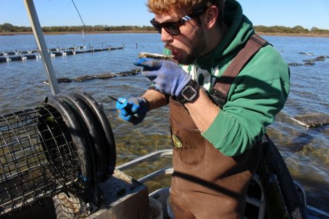 Masonboro Oyster (51) (1024x683)