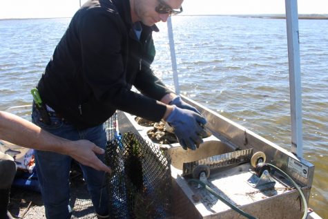 Masonboro Oyster (56) (1024x683)