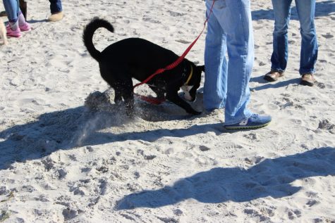 Surfrider xmas tree (14) (1024x683)