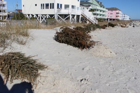 Surfrider xmas tree (6) (1024x683)
