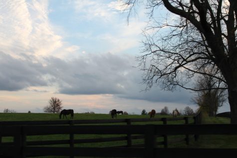 Horse country in Kentucky. (Photo courtesy Allison Carter)