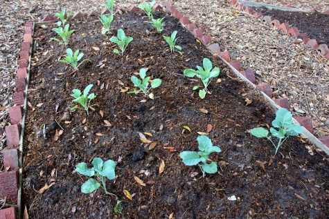 A new garden area has been added to the Bell-Clemmons House grounds this year.