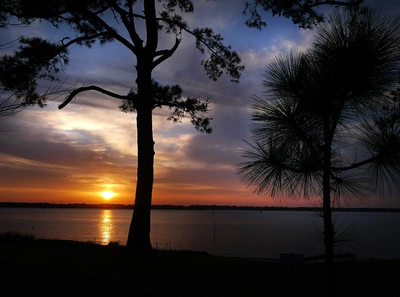 Carolina Beach State Park in New Hanover County. Photo courtesy NC State Parks