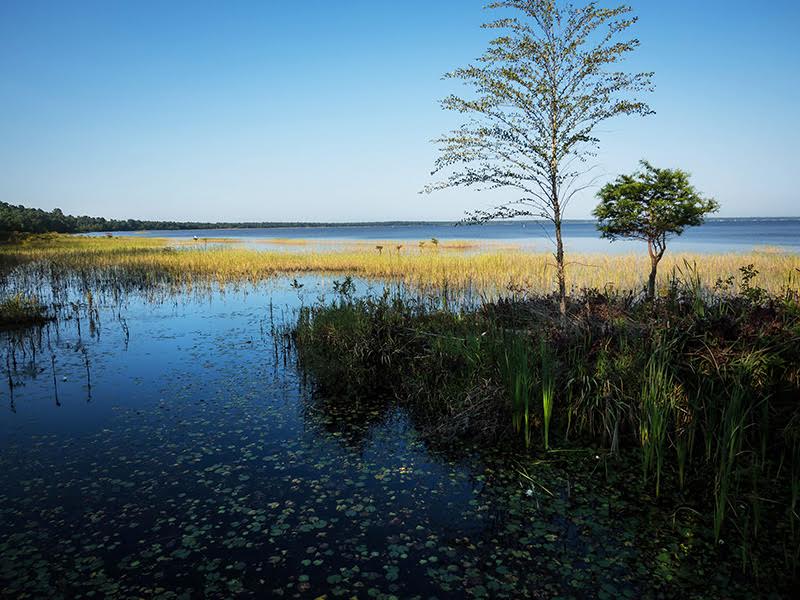 Lake Waccamaw State Park in Columbus County. Photo courtesy NC State Parks