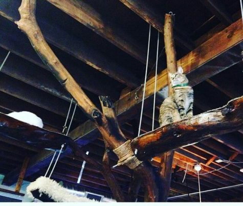 A cat watches from above at the Blue Cat Cafe in Austin, Texas. (Photo Courtesy Delia Eveland)
