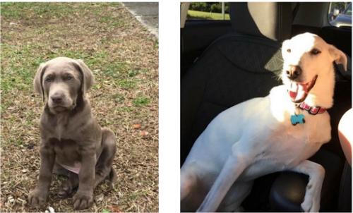 pets maxx and bailey