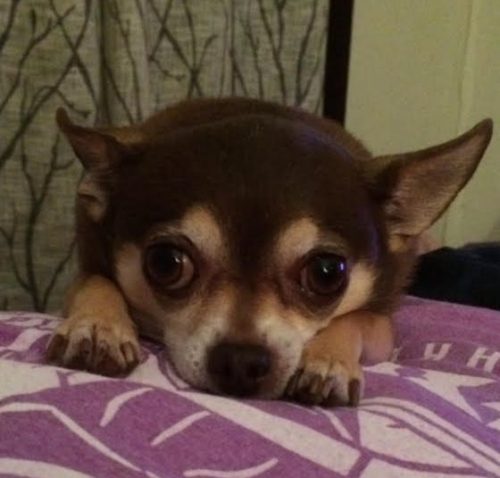 pets pea pie