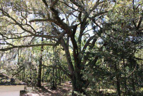 A large Live Oak tree in the back was just one of many features that attracted Laederach and Ramos to the Allens Lane property. 