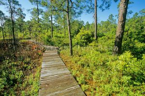 Boardwalk on Fly Trap Trail at Carolina Beach State Park, south of Wilmington, North Carolina, AGPix_0637