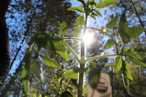 Local food is all the rage, and what's more local than your own back yard? Added bonus: it's cheaper. (Photo Benjamin Schachtman)