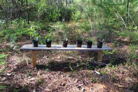 Organic heirloom tomatoes, rosemary, cilantro, thyme and basil. Cost: about $15 dollars. The tomatoes were 'hardened' in small planters outside for a week before being transferred to large planters. (Photo Benjamin Schachtman)