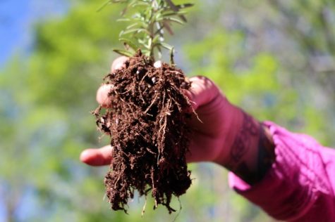 Store-bought seedlings plants come packed in soil that is often dry and nutrient depleted; shaking this soil loose to expose roots helps plants adapt to their new soil. (Photo Benjamin Schachtman)