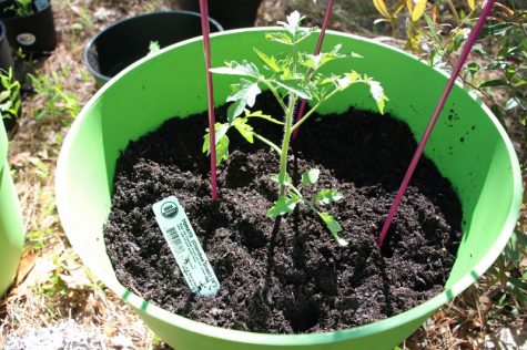 Cherokee Green tomatoes, like Black Krim, can weigh in over a half-pound. A cage or trellis will help the growing plant support that weight. (Photo Benjamin Schachtman)