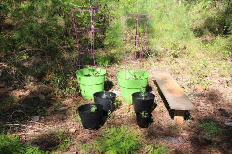 Sunlight, water and vigilance are all you need now. (Photo Benjamin Schachtman)