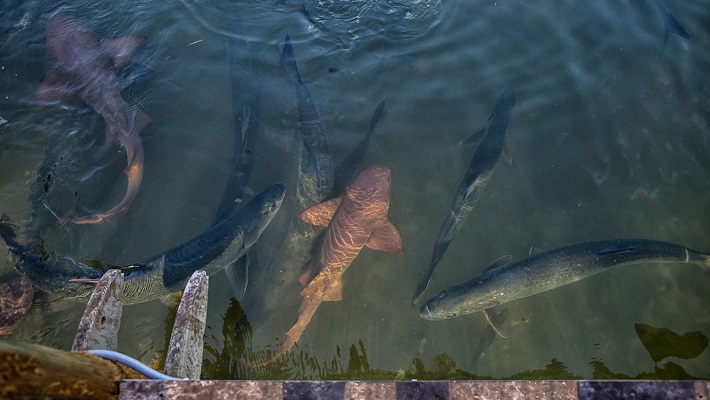 The "Feeding of the Tarpon" at Islamorada Fish Company.