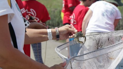 According to Tom Hackler of Masonboro.org, working with blue crabs is a highlight for students. 'That's where they get really involved,' Hackler said. 'When they see the life on the island, it literally comes alive for them.' (Port City Daily photo/COURTESY MASONBORO.ORG)