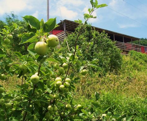 Want a dog-friendly anniversary excursion, or a day-trip as part of a longer weekend, try the Orchard at Altapass. (Port City Daily photo/COURTESY OF THE ORCHARD AT ALTAPASS)