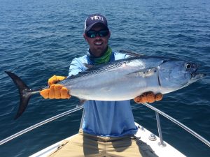 A little tunny, or false albacore