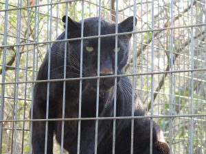 The Black Leopard at Tregembo Animal Park. (Port City Daily photo/COURTESY TREGEMBO ANIMAL PARK)