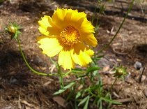 Coreopsis, a pollinator plant, is one of the 3,000 the Coastal Land Trust planted last week. (Port City Daily photo/Courtesy Stephanie Borett)