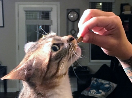 Over half of pets in the United States are overweight. Some say owners often misunderstand their pets nutritional needs. (Port City Daily photo/BENJAMIN SCHACHTMAN)