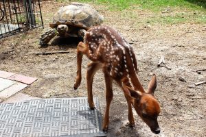 The Coastal Carolina Wildlife Rehab Center is currently looking for a "fawn team" to help with round the clock feedings over the summer.
