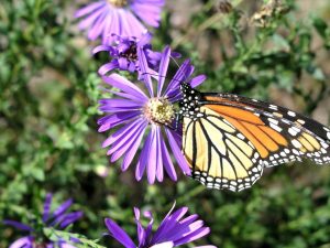 Monarch Butterflies, like these the one pictured, are on the decline. The North Carolina Coastal Land Trust is working to restore spaces for these creatures to be able to survive. (Port City Daily photo/Courtesy Mike Vaughan)