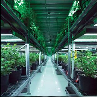 A cannabis facility in Colorado. Annual taxes and fees from growing and selling marijuana topped $200 million last year - but that's only part of the economic impact, according to Carrie Roberts. (Port City Daily photo / COURTESY MEDICINE MAN TECHNOLOGIES)