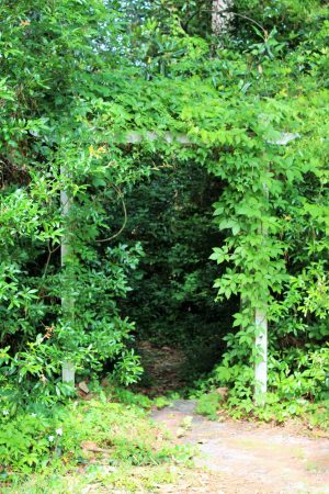 The pathway to the secret trail. (Port City Daily photo/CORY MANNION)