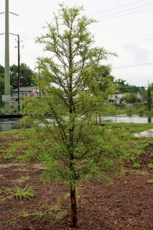 A young cypress tree grows in the new DREAMS bio retention pond. (Port City Daily photo/CORY MANNION)