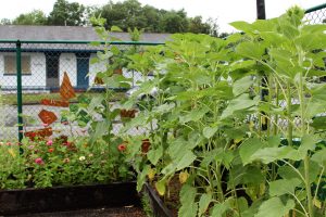 A look inside one of the DREAMS gardens, where students will be able to grow their own produce. (Port City Daily photo/CORY MANNION)