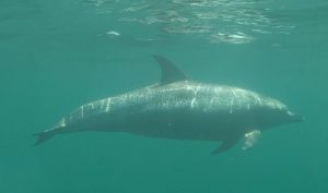 An Atlantic Spotted Porpoise, one of the native Marine Mammals found off the North Carolina Coast. (Port City Daily photo/CORY MANNION)