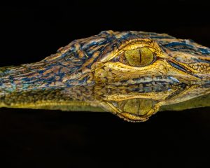 As human population increases and the alligator's natural habitat becomes increasingly more developed, human-alligator interactions are on the rise. (Port City Daily file photo)