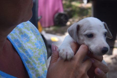 (Port City Daily Photo/COURTESY NHCS)