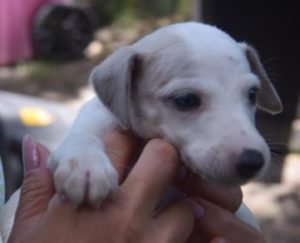 "Basically, we'll go into the clients home and provide a comfortable environment for the pet," he said. "That way, it doesn't have to go to any pricey dog kennel or shelter for any length of time." (Port City Daily FILE PHOTO)