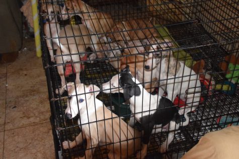 (Port City Daily Photo/COURTESY NHCS)