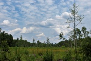 The view from the road. The Fullerton's home is completely isolated in nature. (Port City Daily photo/CORY MANNION)
