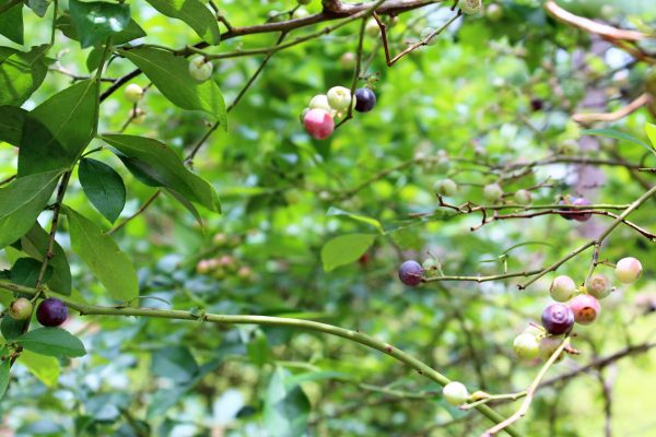 Bob says he harvests a quart of blueberries every three days from the plants on his property.(Port City Daily photo/CORY MANNION)