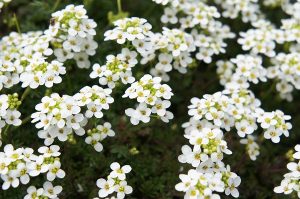Sweet Alyssum promotes emotional Balance and lack of rage. Port City Daily FILE PHOTO)