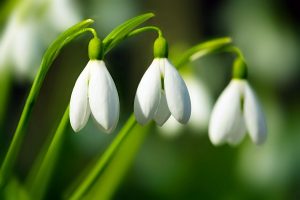 Snowdrops suggest rebirth, hope, and purity. (Port City Daily FILE PHOTO)