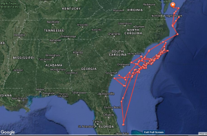 This map shows the path taken by Hilton the great white shark since he was first tagged by OCEARCH in March 2017. (COURTESY OCEARCH)