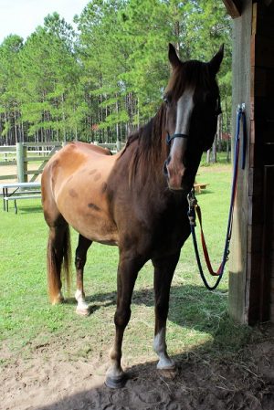 Cowboy was once owned by a young Army veteran and his family, who sadly took his life after suffering from PTSD. Now, he's being given a second chance at life. Cowboy is one of Horseplay's best therapy horses, due to his calm demeanor and friendly nature. (Port City Daily photo/CORY MANNION)