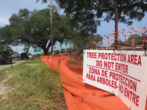 The 'Ogden Oak,' which hangs over the northbound lane of Market Street, will be saved as part of an agreement between a local preservation group, a real-estate developer and the NCDOT. (Port City Daily photo / BENJAMIN SCHACHTMAN) 