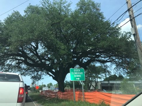 The 'Ogden Oak' is in the right of way for Market Street. An agreement will allow the NCDOT and the developer to share the $80,000 cost of relocating the tree and the utility lines that run above and below it. (Port City Daily photo / BENJAMIN SCHACHTMAN)