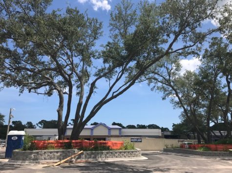 One of over 40 live oaks on the development property; the future Publix is in the background. (Port City Daily photo / LOUISA CONE)