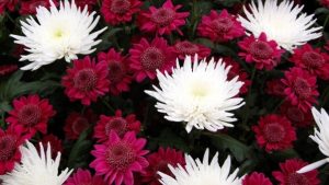 Mums bloom in multiple colors and means different things to different cultures. (Port City Daily photo / COURTESY WALLPAPERSCRAFTS.COM)