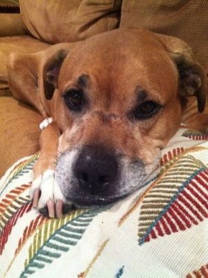 Ainsworth's own dog, Rocky, was the inspiration behind his business. While many people like owning dogs...nobody likes dealing with their waste! (Port City Daily photo/COURTESY DUSTIN AINSWORTH)