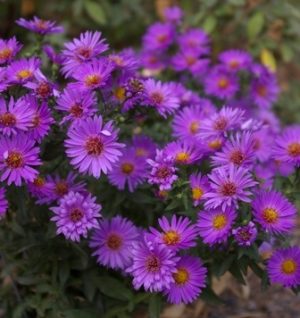 Purple Aster (Port City Daily photo / COURTESY OF JOY CREEK NURSERY) 