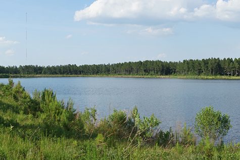 The southern end of the property, in the Green Swamp area, has been discussed at the site of future ecological conservation land. (Port City Daily photo / COURTESY MOLPUS)